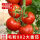 毛粉802大番茄(带土发货)