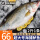 【活鱼急冻】海鲈鱼2斤/条*1