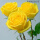 黄玫瑰/180加仑盆，一盆4-6棵，