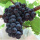 黑加仑葡萄种子