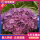 紫罗兰 (16年老桩)开花爆满