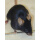 无菌C57老龄小黑鼠1只 科学实验
