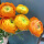 典雅橙5球+生长肥料