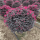 红花积木50厘米毛球