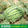懒汉巨型西瓜种籽20粒试种+肥