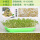 绿豆种子250g+育苗底层无孔盆+喷壶