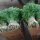 割茬茴香种子都市菜园 10克