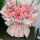 【满心欢喜】33朵玫瑰康乃馨花束