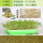 绿豆种子250g