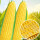 斯达甜221玉米种子100g国审