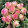 树桩月季火龙果1.5厘米粗