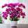 14枝紫红色蝴蝶兰 50厘米高
