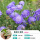 【3棵穴苗】紫盆花/蓝色