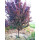 紫叶李1.5公分粗