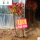 美国红枫小苗(高约1米)