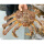 帝王蟹1只6-6.5斤