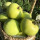 青苹果4年苗（地径1.5厘米粗）
