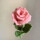 粉色玫瑰花(可做4朵)