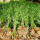 四季青竹小苗1.5米高20棵