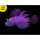 狮子鱼小号紫色