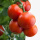 粉西红柿5棵