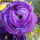 紫色5球装+促花肥料+催芽蛭石