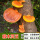 灵芝菇木头种-4袋可种1200斤木