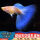 蓝白孔雀鱼孕母3条
