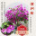 漳州紫(大苗40-50cm)