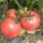 毛粉番茄种子约100粒原装