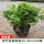 米竹矮化盆景款30-40厘米50棵连