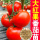 大红硬果番茄种子30粒