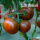 大黑番茄苗 12棵