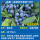 绿宝石-蓝莓大苗40-50cm
