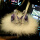 紫天鹅+毛毛防滑垫(古龙味)