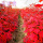 美国红枫苗1.5米高度