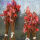红枫小苗40厘米左右高度