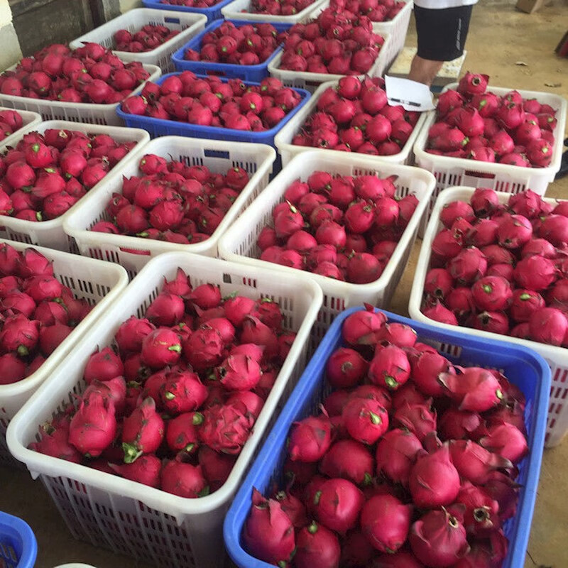 正宗金都红心火龙果蜜宝红肉火龙果新鲜水果当季批发5斤2斤2斤果试吃