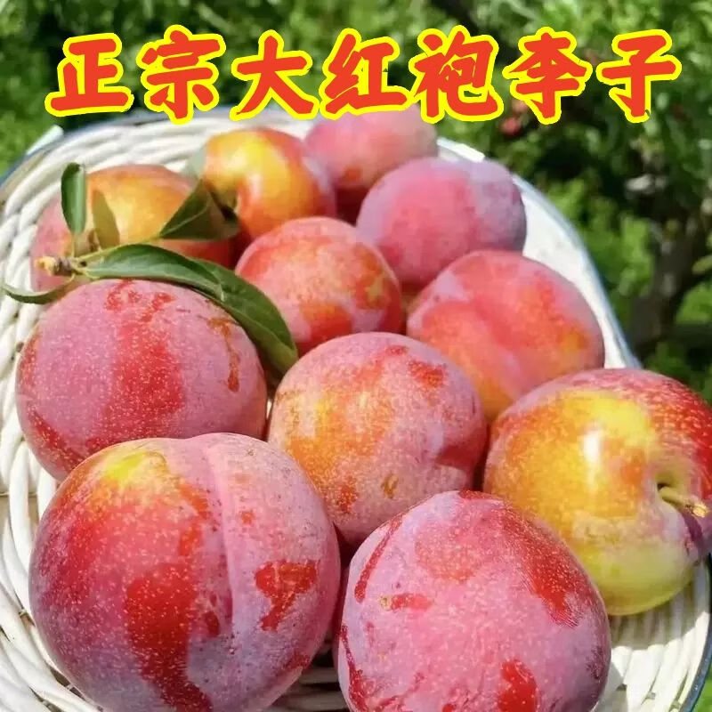 千园九味 东北大红袍李子 3斤装大果【单果100g-150g】