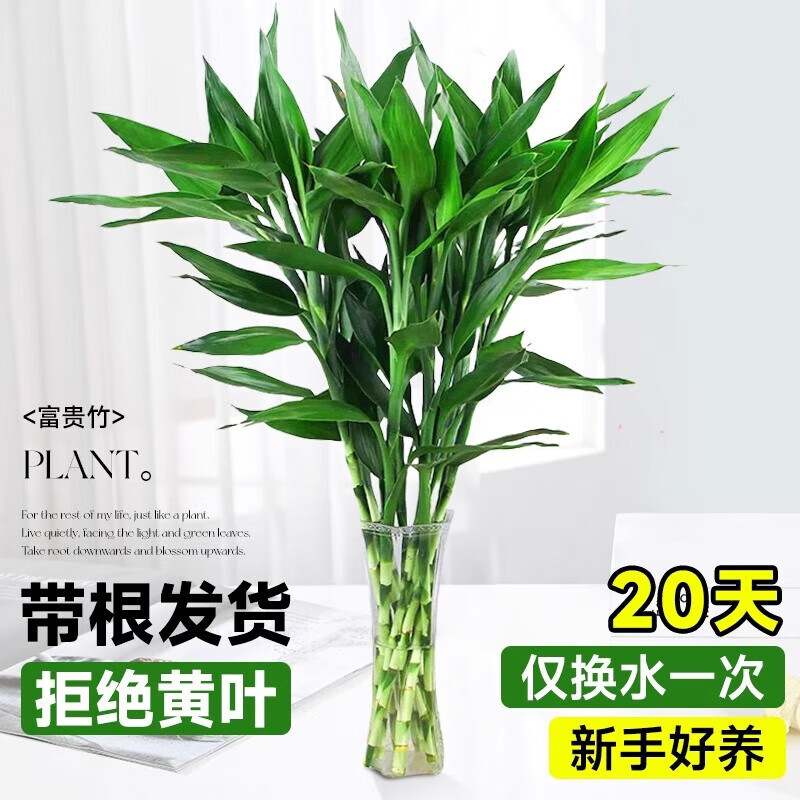 富贵竹 水培富贵竹绿植 72cm(8根)