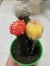 迷你仙人球仙人掌科盆栽办公室盆栽 多肉植物室内植物 仙人球3组合 不含盆 晒单实拍图