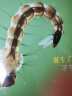 生命的故事第4辑（全12册）（3-6岁儿童科普绘本昆虫动物百科全书用实拍大图记录生命的成长过程果壳、无穷小亮推荐）(中国环境标志绿色印刷) 实拍图