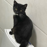 【9成新】皇家猫粮 成猫猫粮 口感型 ES35 通用粮 12月以上 10KG 实拍图