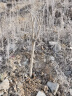 磊运石榴树树苗特大突尼斯软籽石榴带土地栽盆栽庭院果树无籽石榴树苗 世纪红 3公分粗【当年结果】 70cm(含)-79cm(含) 实拍图