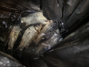 熊火 鱼护 防挂速干涂胶加厚网兜33cm*2.0米装鱼袋耐磨钓鱼包渔具配件 实拍图