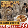岽鲜 新鲜土鸭麻鸭3年老鸭子  农家散养老鸭新鲜冷冻鸭肉整只 三年老鸭 6-7斤 实拍图