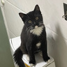 【9成新】皇家猫粮 成猫猫粮 口感型 ES35 通用粮 12月以上 10KG 实拍图