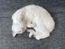 【9成新】皇家猫粮 成猫猫粮 口感型 ES35 通用粮 12月以上 2KG 实拍图