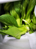 皓谦上海青小油菜新鲜蔬菜小青菜绿叶菜小白菜 农家自种蔬菜类小青菜 5斤 实拍图