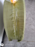 漫德莱水管软管浇花浇菜自来水管防冻透明蛇皮管家用塑料PVC水管4分70米 晒单实拍图